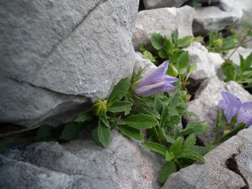 Campanula raineri / Campanula dell''arciduca